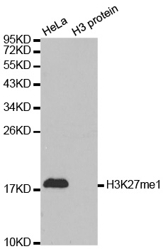 13-0015 Western Blot