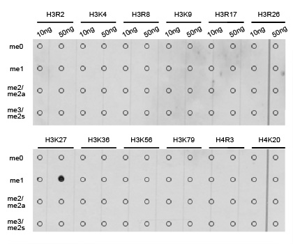 13-0015 Dot Blot