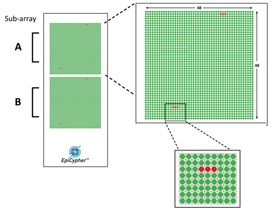 EpiTitan Histone Peptide Microarray Workflow