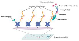 EpiTitan Histone Peptide Microarray Workflow