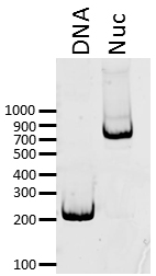 16-4101 DNA Gel
