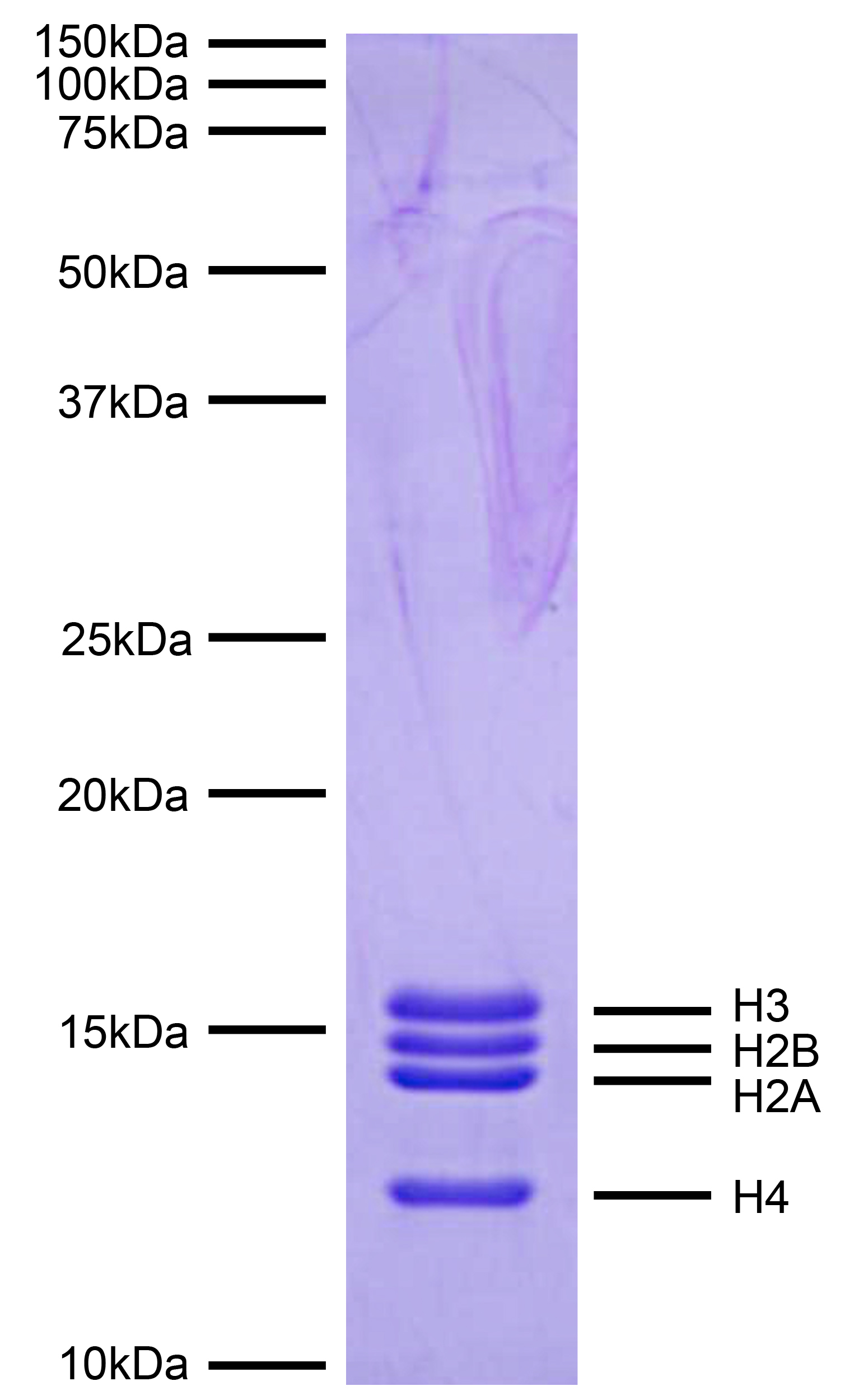 16-4114 DNA Gel
