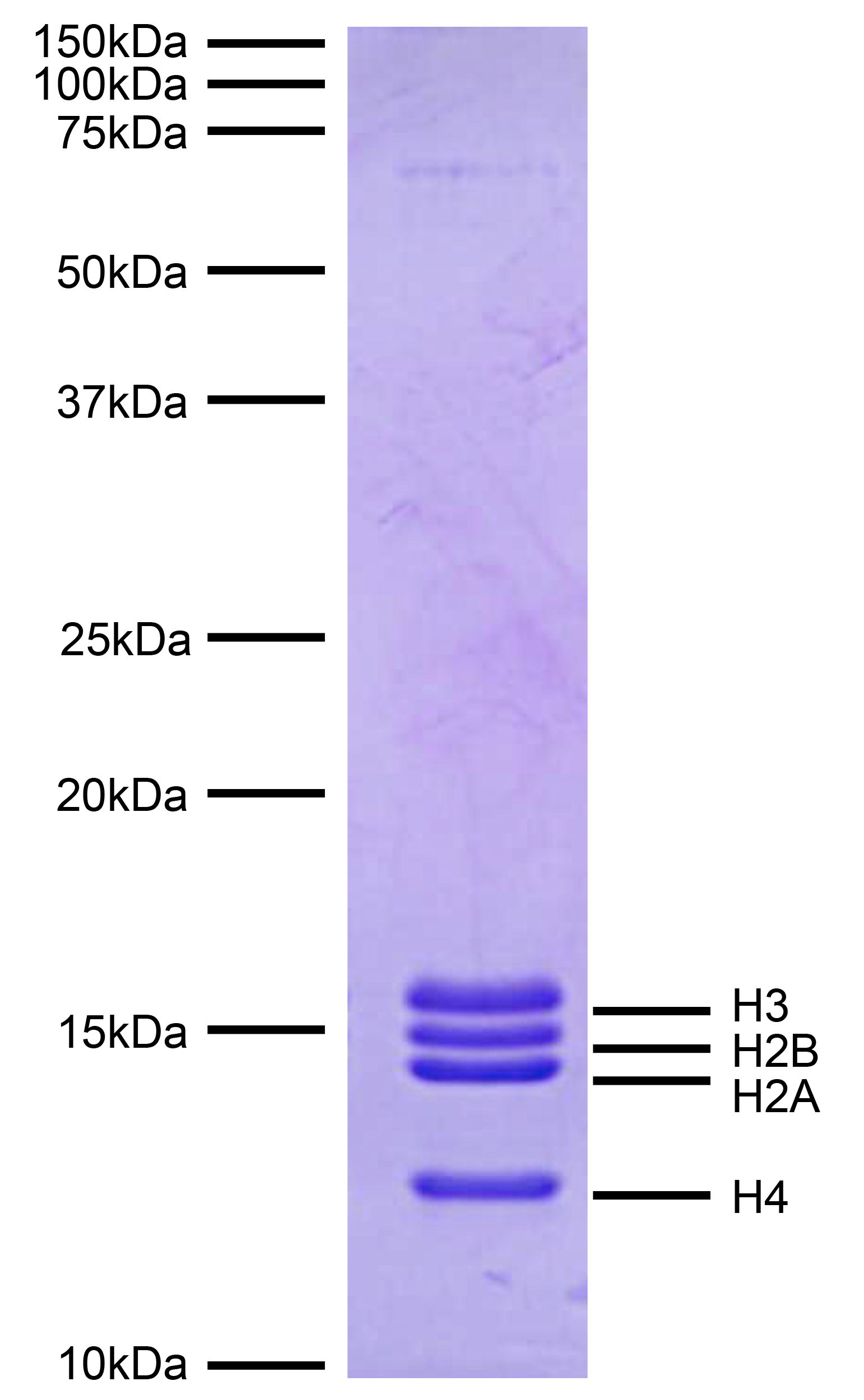 16-4116 DNA Gel