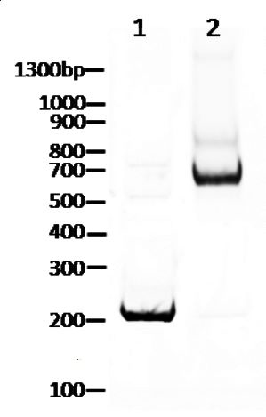 16-4201 DNA Gel