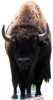 Bison - Lifesize Cardboard Cutout / Standee Bison - Lifesize Cardboard Cutout / Standee