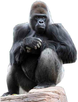 Gorilla - Lifesize Cardboard Cutout / Standee Gorilla - Lifesize Cardboard Cutout / Standee
