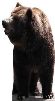 Bear - Lifesize Cardboard Cutout / Standee Bear - Lifesize Cardboard Cutout / Standee