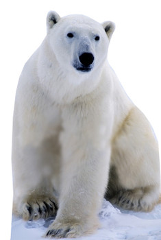 Polar Bear - Lifesize Cardboard Cutout / Standee Polar Bear - Lifesize Cardboard Cutout / Standee