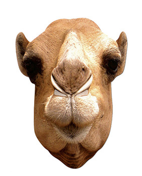 Camel Animal Card Party Face Mask Camel Animal Card Party Face Mask