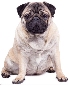 Giant Pug Dog Lifesize Cardboard Cutout / Standee / Standup Giant Pug Dog Lifesize Cardboard Cutout / Standee / Standup