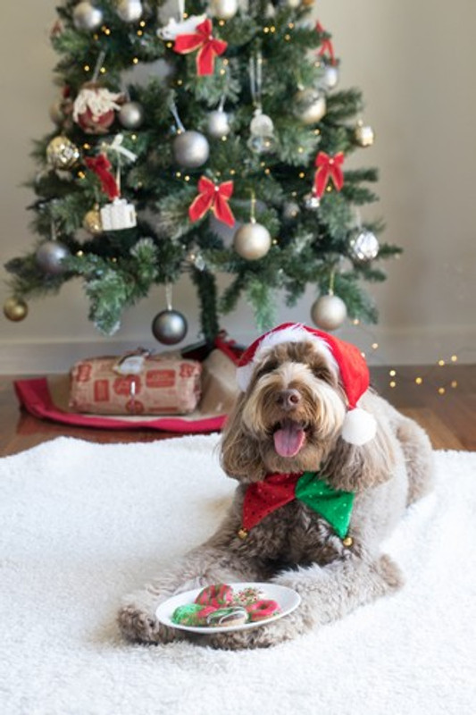 PETS, CHRISTMAS, GOOD TIMES, AND AVOID THE VET!!!
