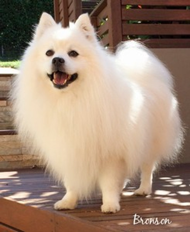 5 Steps to Consider when Washing Your Dog