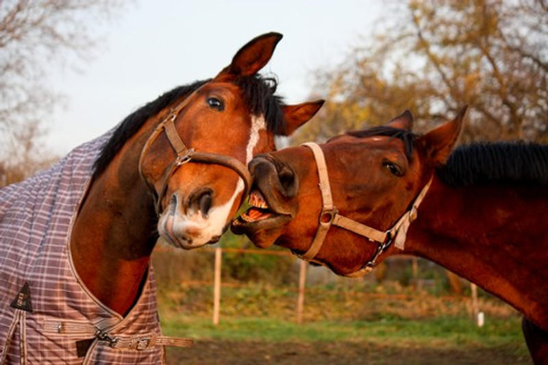 How do I Manage a Nervous Horse