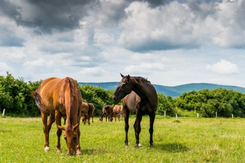 Keeping your Horses Happy and Injury Free in the Paddock