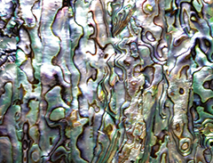 Exotic materials and stones - Abalone