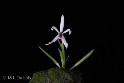 Spotting the differences in a Leptotes bicolor.