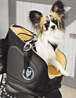 Dog Carrier Motorcycle Dog Carriers for Dogs Motorcycle Pet Carrier