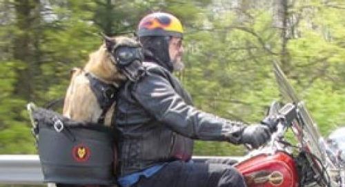 Dog Carrier | Motorcycle Pet Carrier