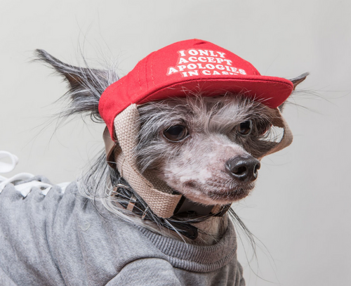 i only accept apologies in cash dog hat