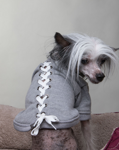 grey lace-up dog sweatshirt