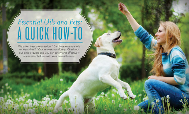 Animal Aromatherapy: Using Essential Oils to Keep our Furry Friends Happy and Healthy