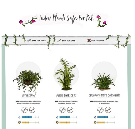 Safe Plants for Pets & Toxic Plants for Pets