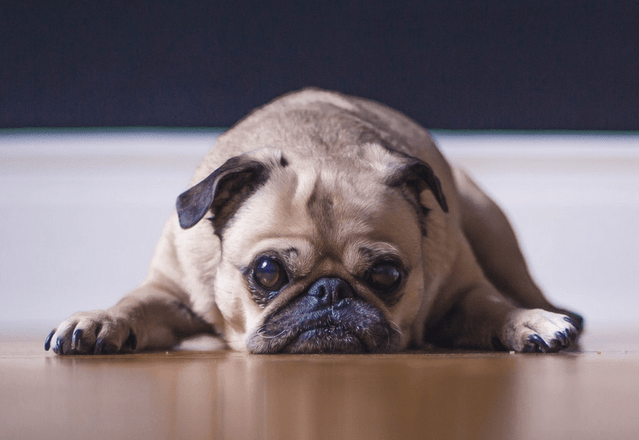 Dog Training Tips