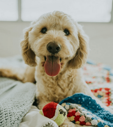 The Benefits of Owning a Dog