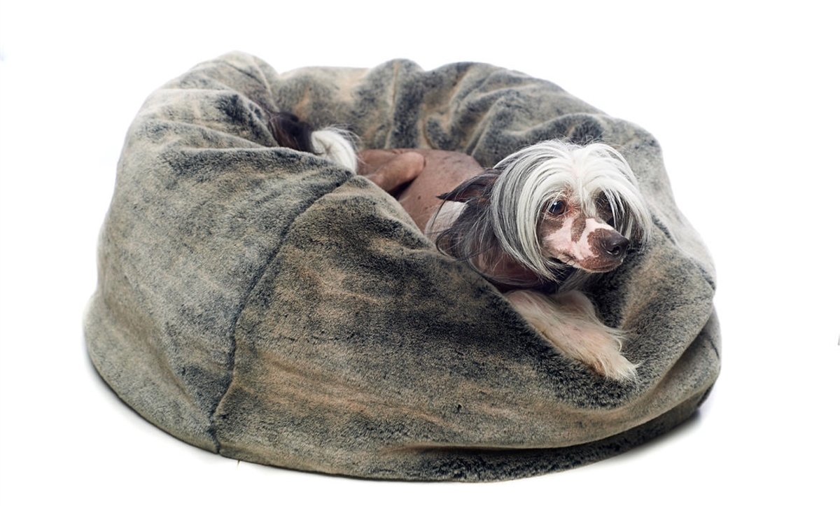 Faux Fur Bean Bag Style Dog Bed Luxury Furniture Rockstar Faux Fur Bean Bag Style Dog Bed Luxury Furniture Rockstar Puppy Premium